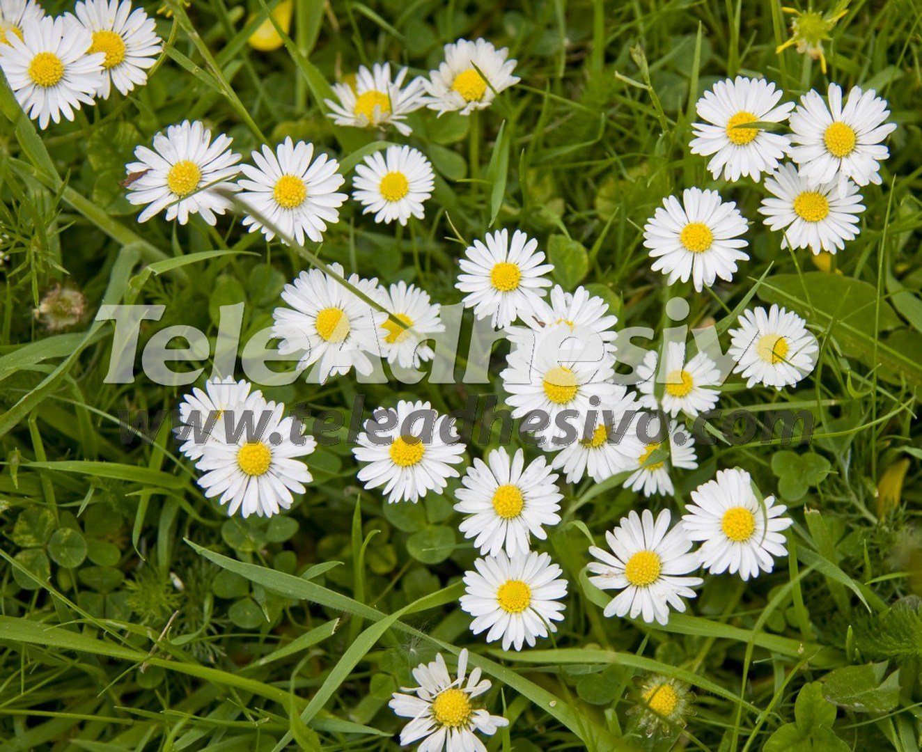 Wall Murals: Daisies