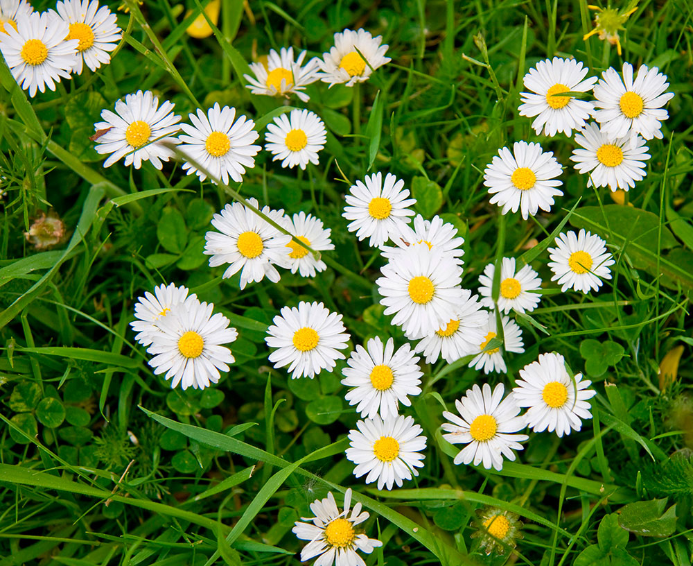 Wall Murals: Daisies