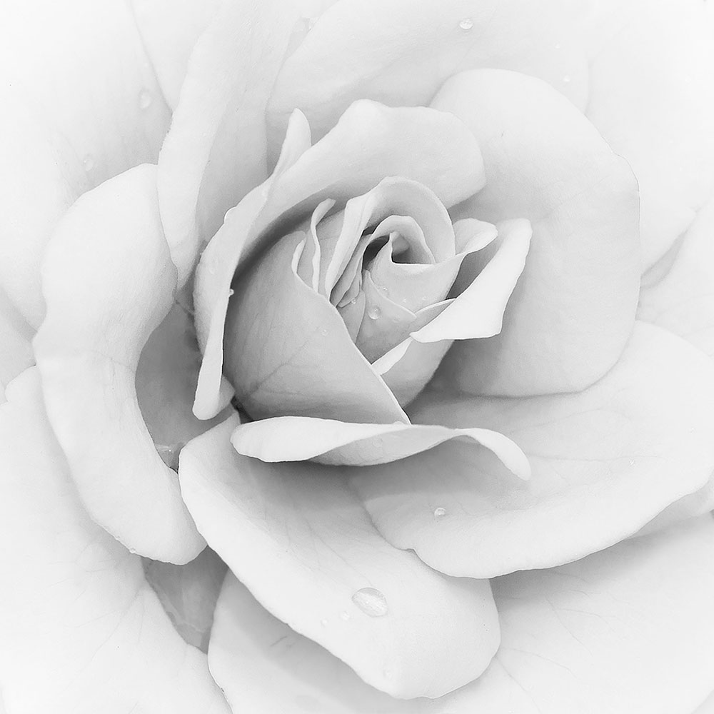 Wall Murals: Iceberg Rose