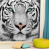 Wall Murals: White Tiger 3