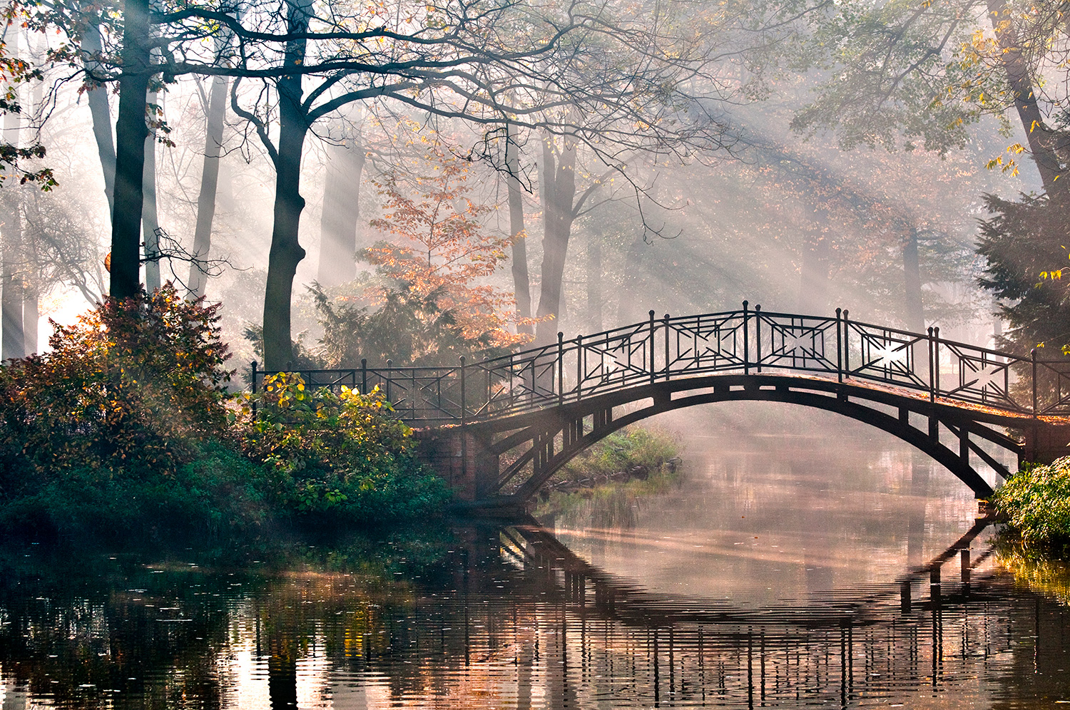 Wall Murals: Bridge in the forest