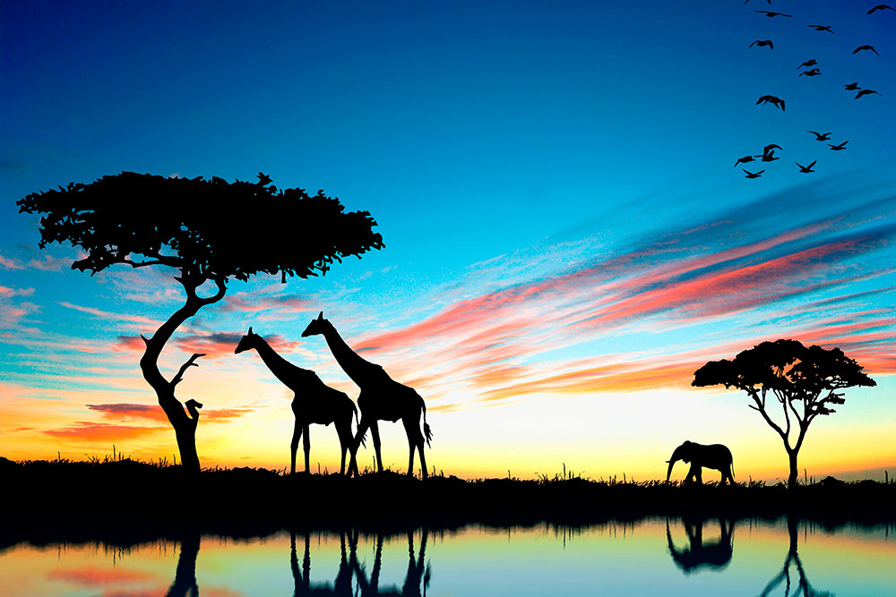 Wall Murals: African sunset
