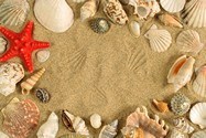 Wall Murals: Shells, shells and starfish 3