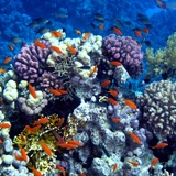 Wall Murals: Swimming in the coral 2