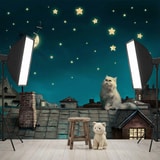 Wall Murals: Cat on the roof 16