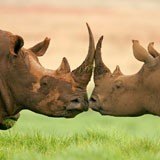 Wall Murals: Rhinoceroses 3