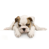 Wall Murals: Bulldog  2