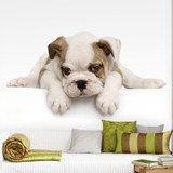 Wall Murals: Bulldog  3