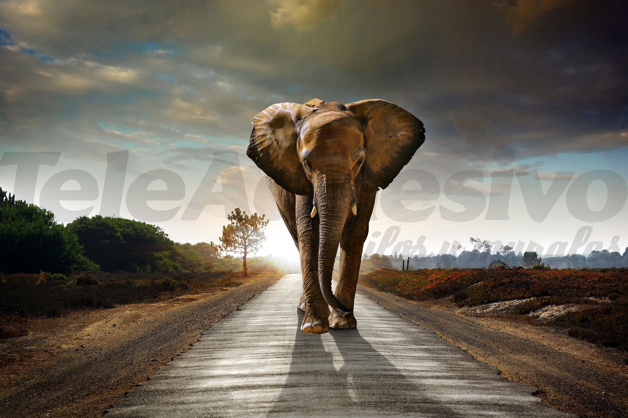 Wall Murals: Elephant