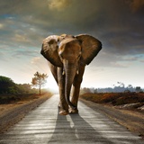 Wall Murals: Elephant 2