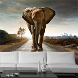 Wall Murals: Elephant 3