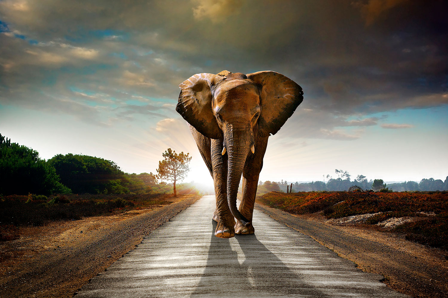 Wall Murals: Elephant