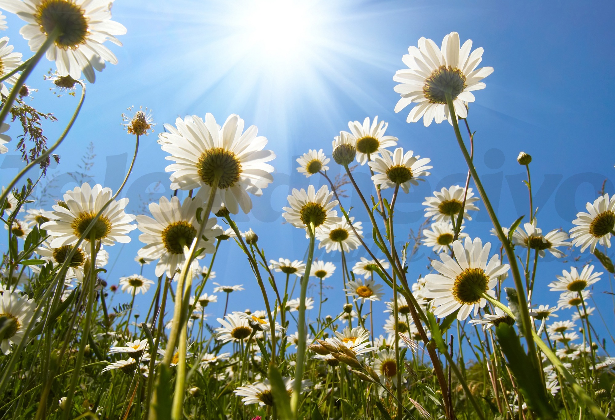 Wall Murals: Daisies from the ground
