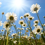Wall Murals: Daisies from the ground 2