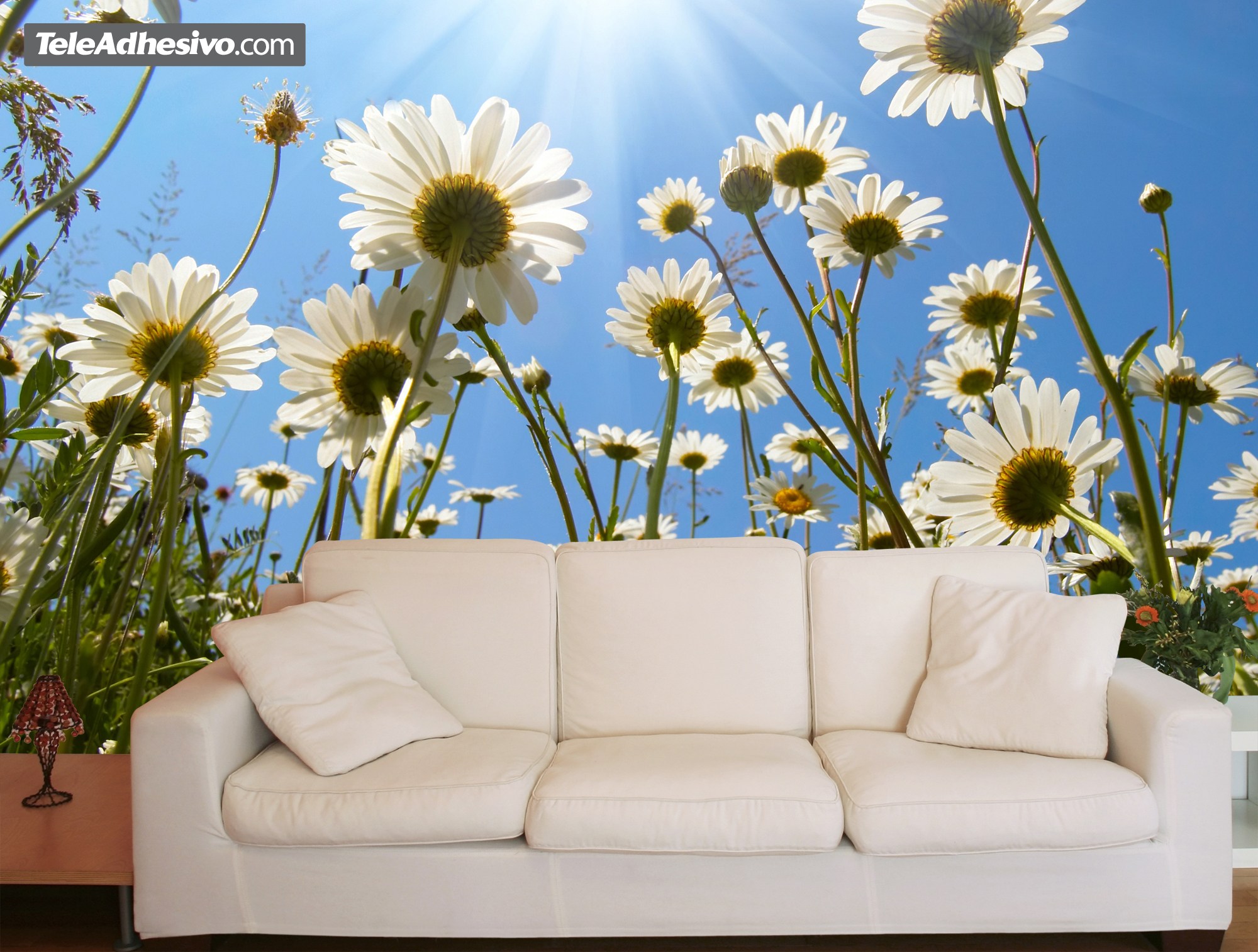 Wall Murals: Daisies from the ground