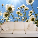 Wall Murals: Daisies from the ground 3