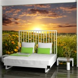 Wall Murals: Field of daisies 3