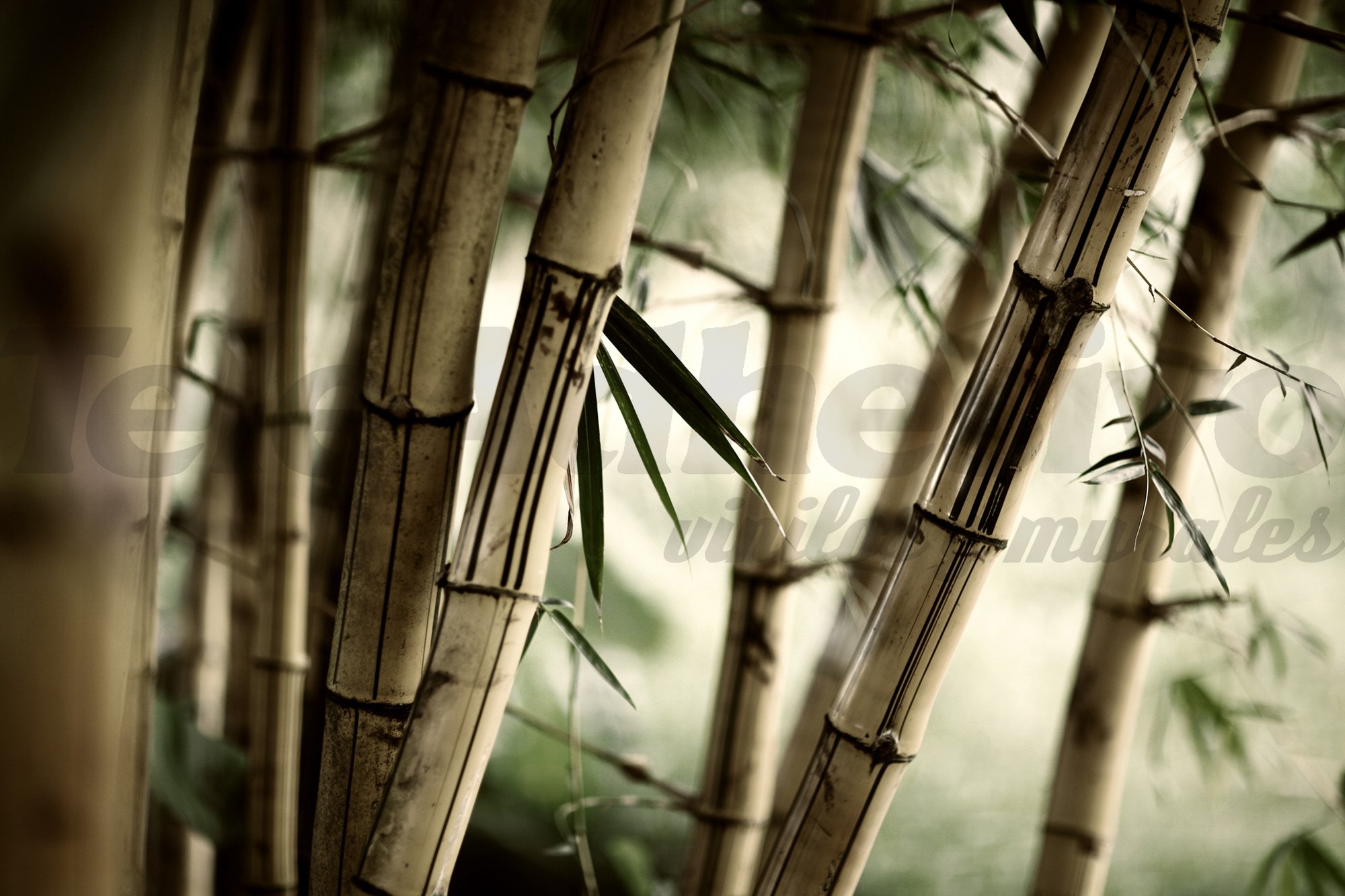 Wall Murals: Bamboo White