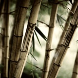 Wall Murals: Bamboo White 2