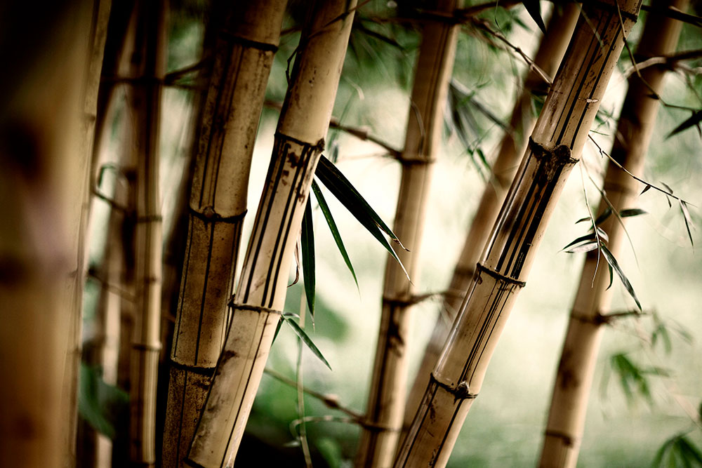 Wall Murals: Bamboo White