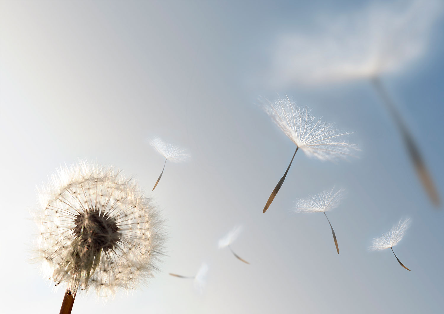 Wall Murals: Dandelion