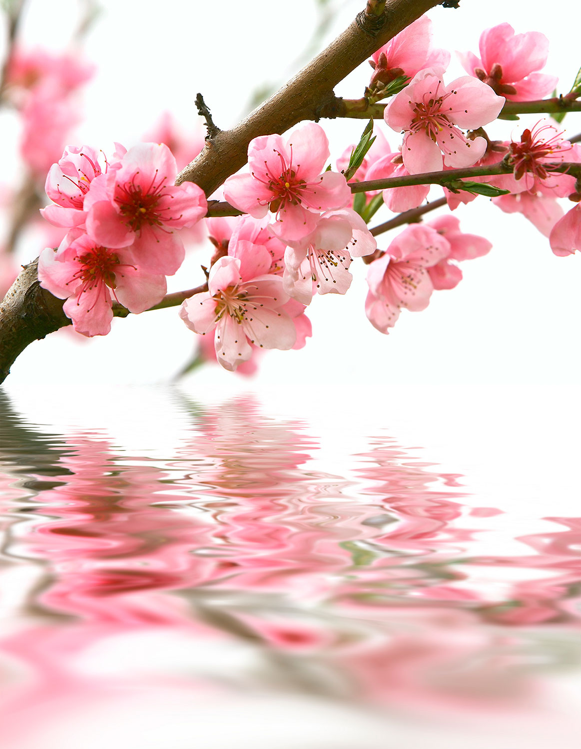 Wall Murals: Almond Flower