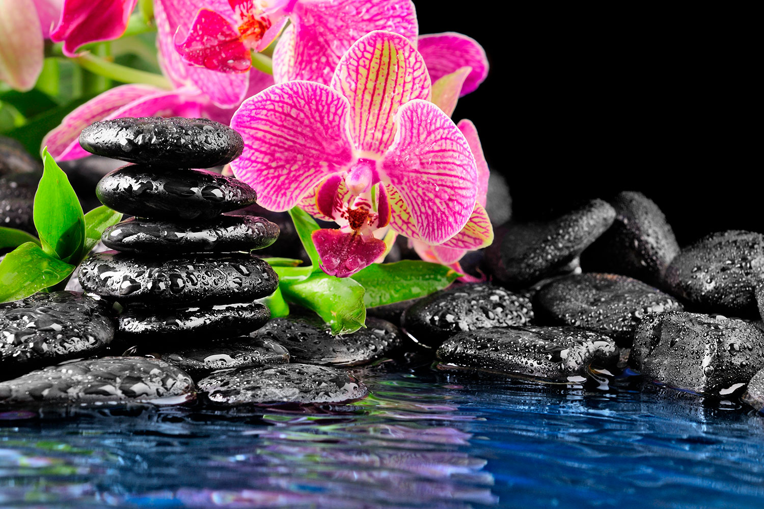 Wall Murals: Orchid and basalt