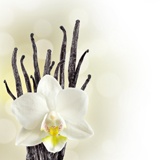 Wall Murals: White Orchid 2