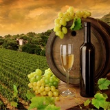 Wall Murals: Vineyards and bottles 2