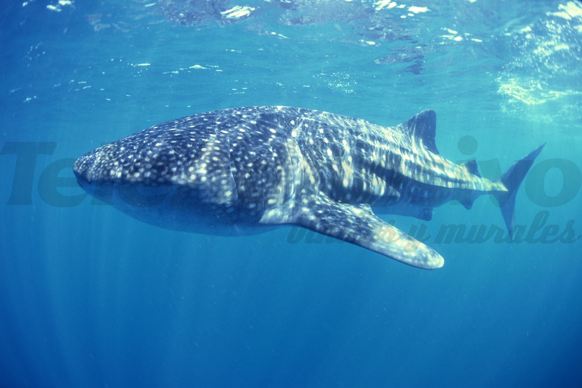 Wall Murals: Whale shark