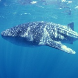 Wall Murals: Whale shark 2