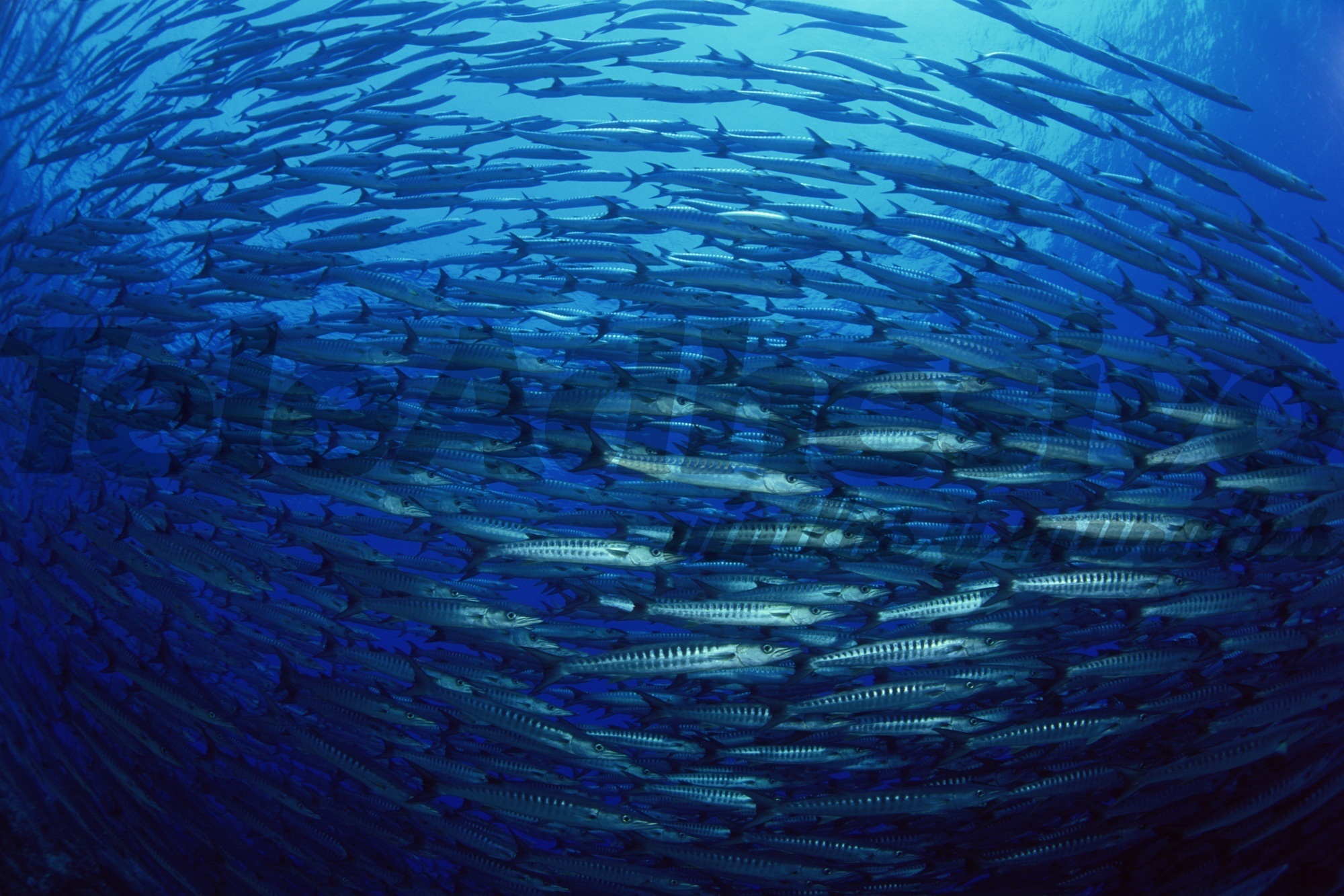 Wall Murals: Bank of fish