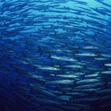 Wall Murals: Bank of fish 2