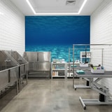 Wall Murals: Marine depths 14