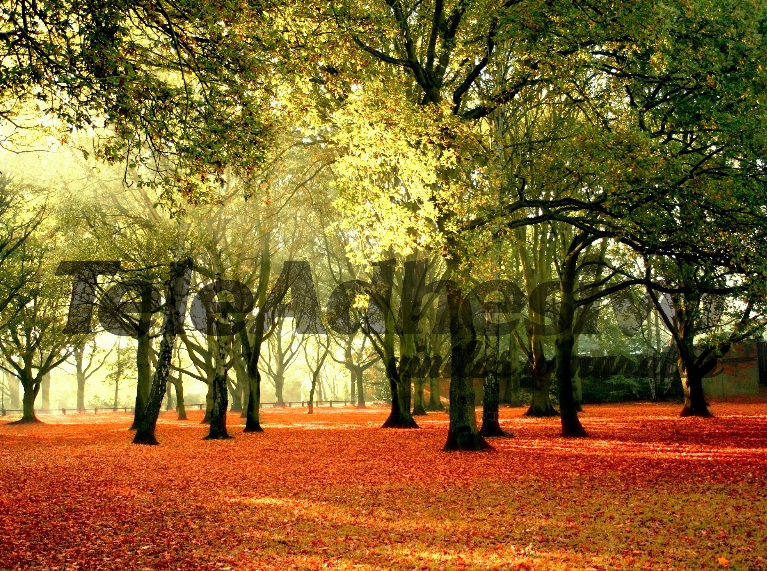 Wall Murals: Forest at sunset