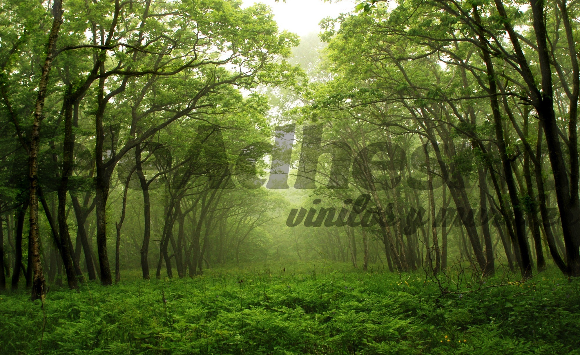 Wall Murals: Green Forest