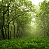 Wall Murals: Green Forest 2