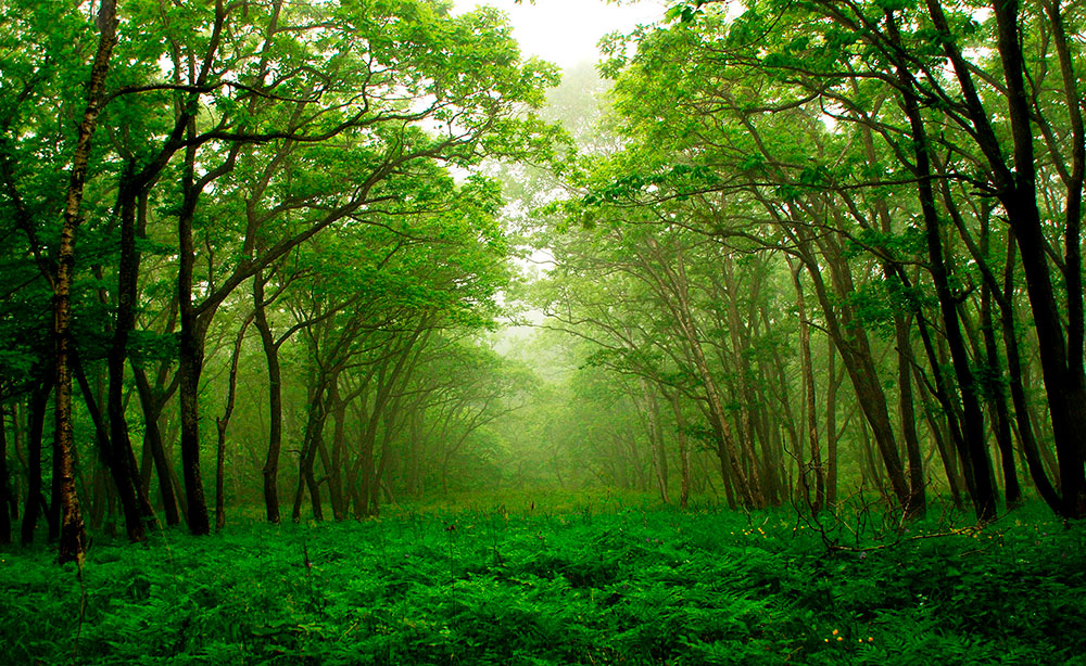 Wall Murals: Green Forest