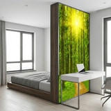 Wall Murals: Sunset in the forest 13