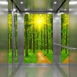 Wall Murals: Sunset in the forest 14