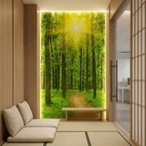 Wall Murals: Sunset in the forest 17