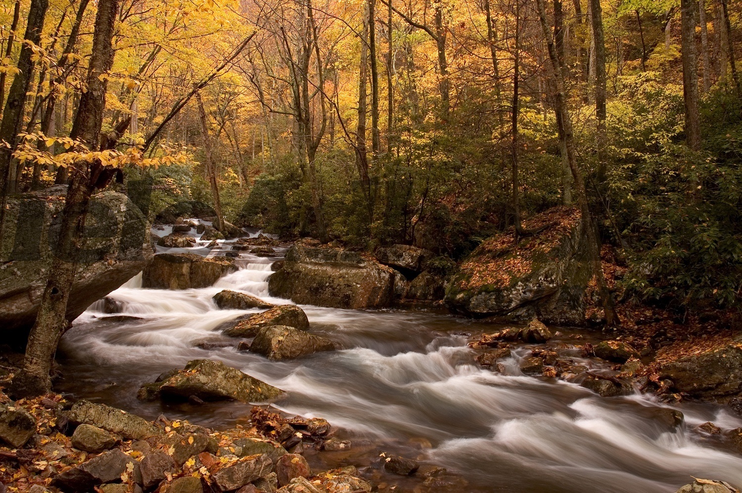 Wall Murals: Autumn forest river