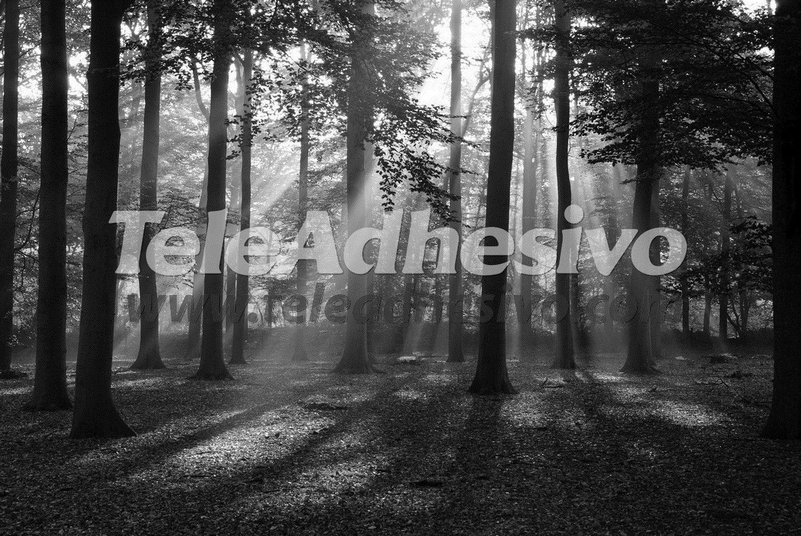 Wall Murals: Forest in black and white