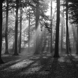 Wall Murals: Forest in black and white 3