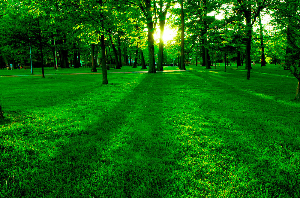 Wall Murals: Park at sunset