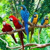 Wall Murals: Five parrots 3