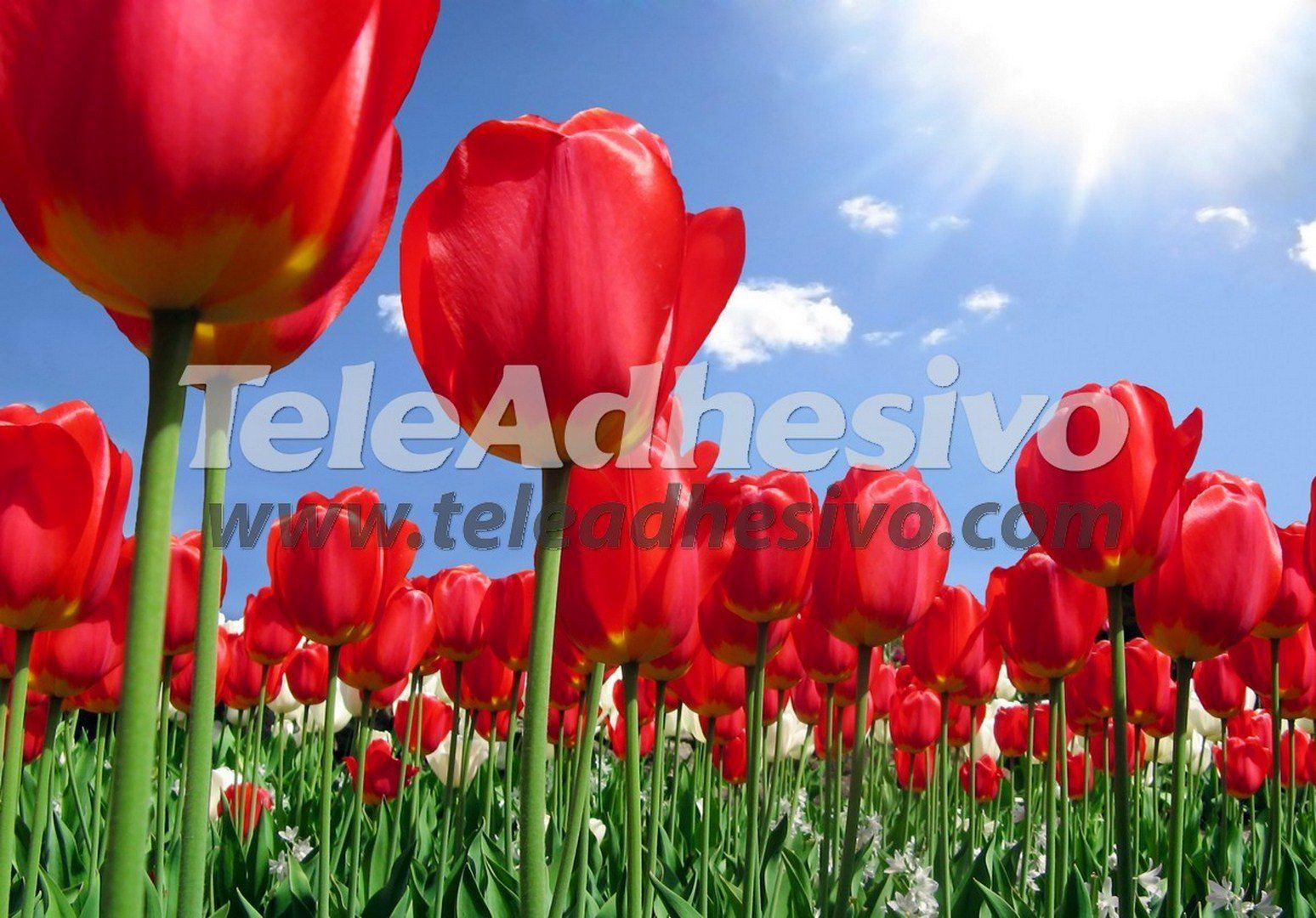 Wall Murals: Field of tulips