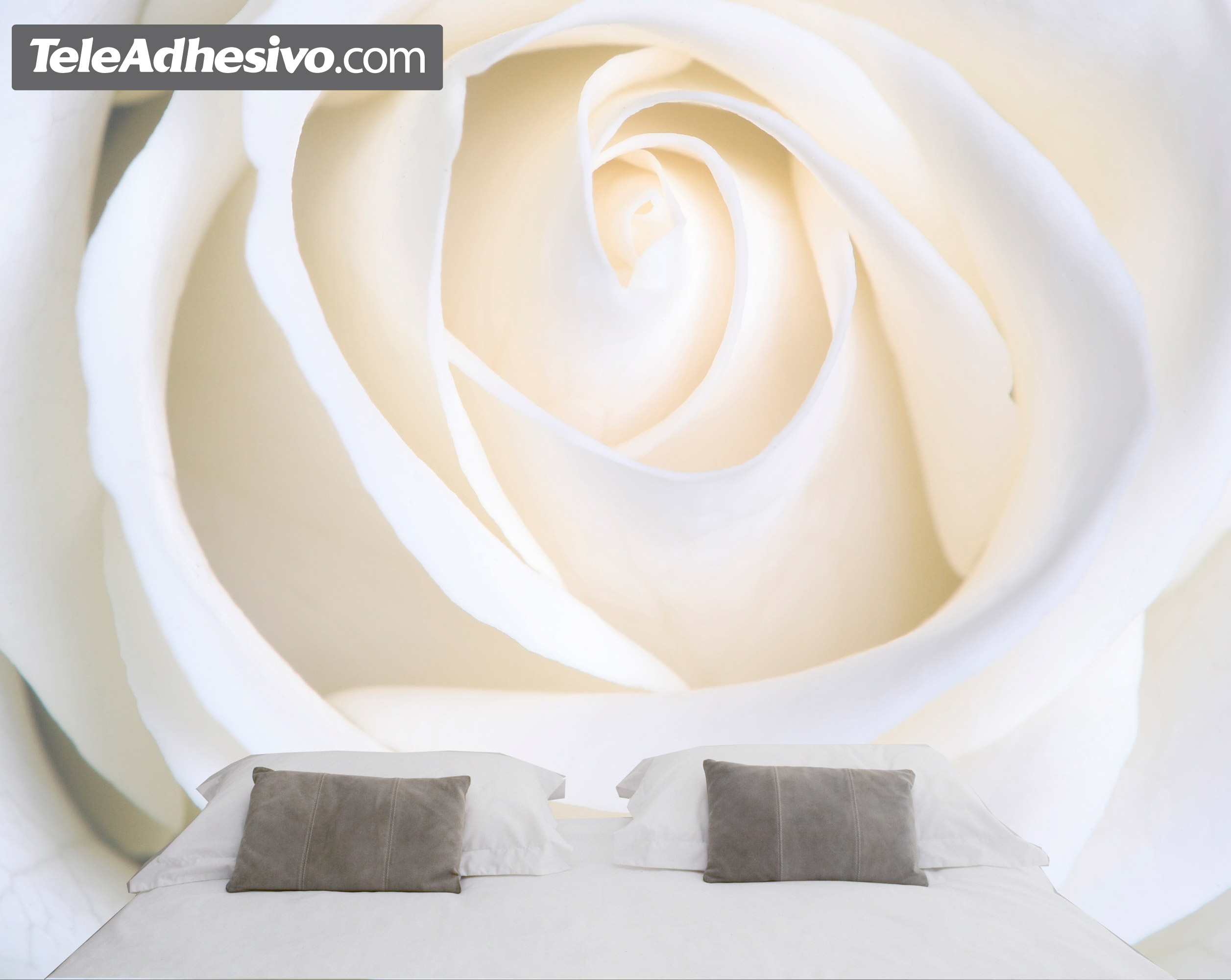 Wall Murals: White Rose