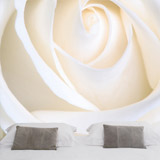 Wall Murals: White Rose 4