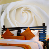 Wall Murals: White Rose 5